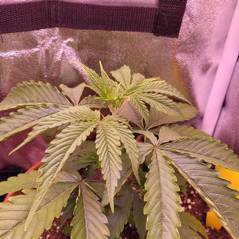 Sensi Skunk growlog timeline photo