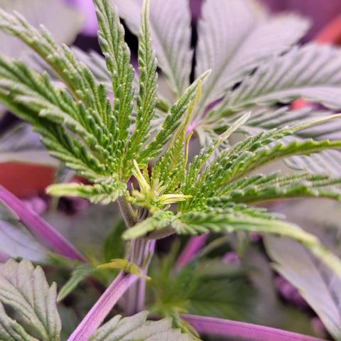 Sensi Skunk growlog timeline photo