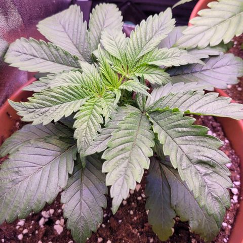 Purple bud  growlog timeline photo