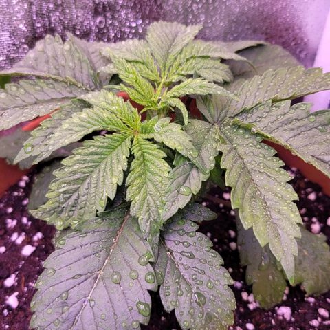 Purple bud  growlog timeline photo