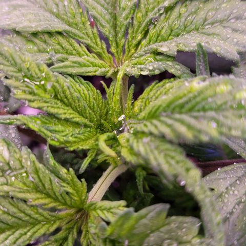 Purple bud  growlog timeline photo