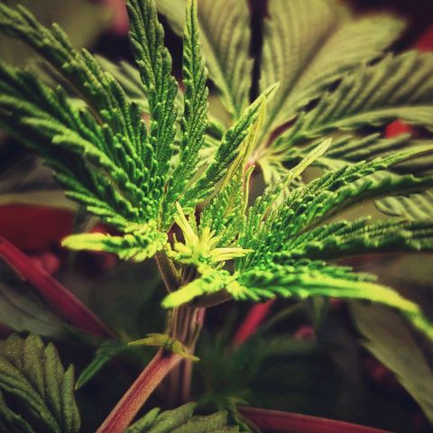 Sensi Skunk growlog timeline photo