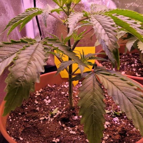 Sensi Skunk growlog timeline photo