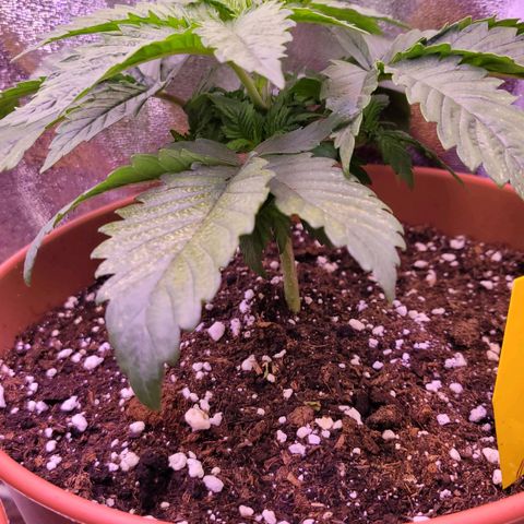 Purple bud  growlog timeline photo