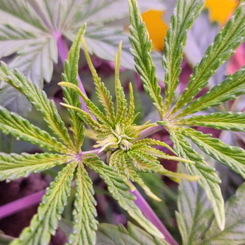 Sensi Skunk growlog timeline photo