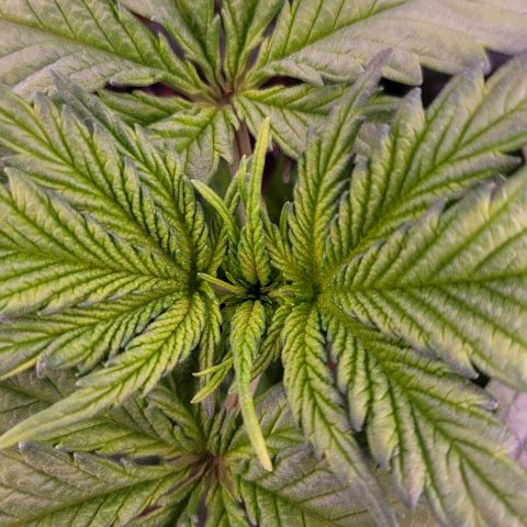 Purple bud  growlog timeline photo