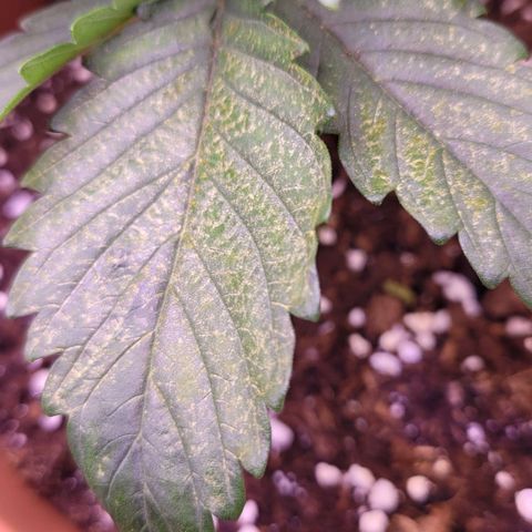 Purple bud  growlog photo: Blätter leicht gelblich