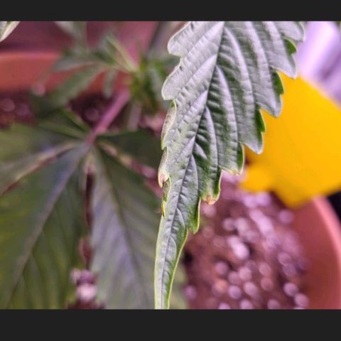 Sensi Skunk growlog photo: Hatt braune Flecken an der Spitze blat endfernt