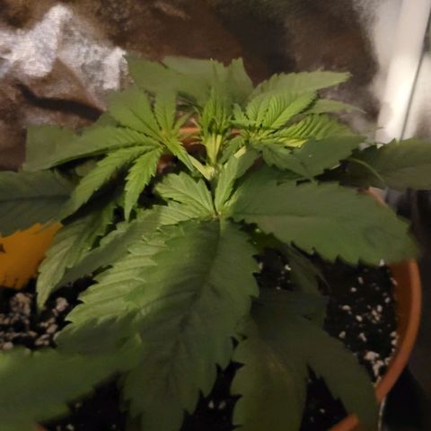 Purple bud  growlog timeline photo