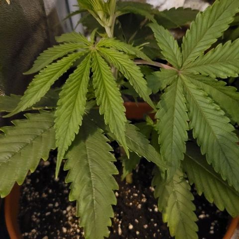 Sensi Skunk growlog timeline photo