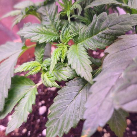 Purple bud  growlog timeline photo