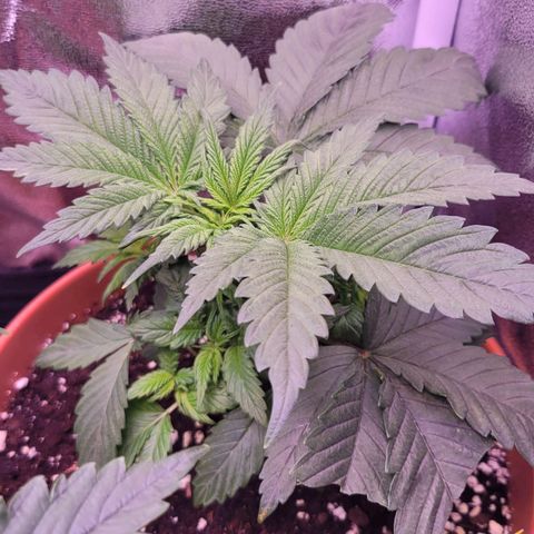 Purple bud  growlog timeline photo