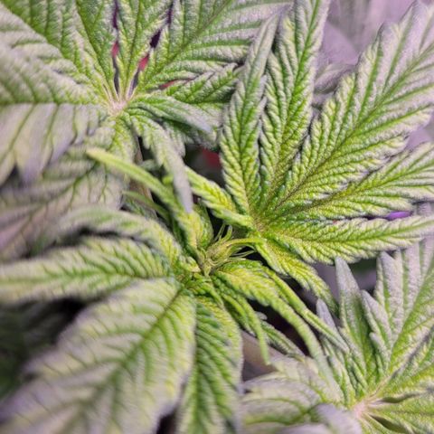 Purple bud  growlog timeline photo
