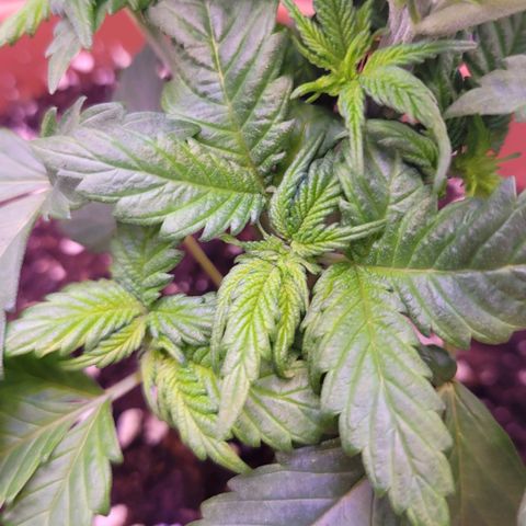 Purple bud  growlog timeline photo