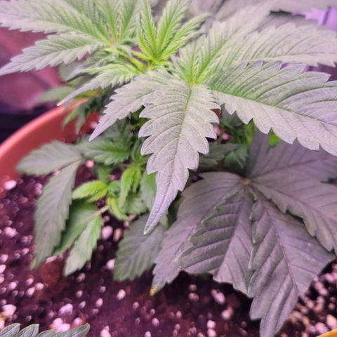 Purple bud  growlog timeline photo