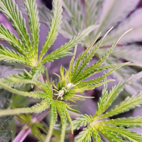 Sensi Skunk growlog timeline photo