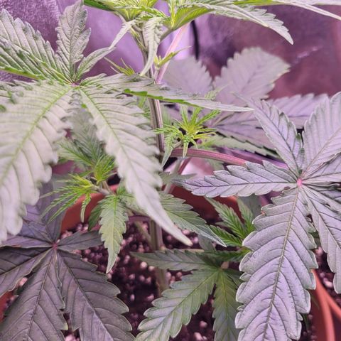 Sensi Skunk growlog timeline photo