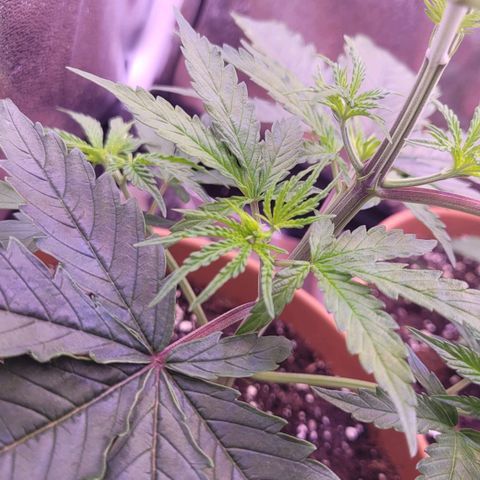 Sensi Skunk growlog timeline photo