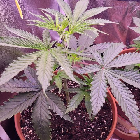 Sensi Skunk growlog timeline photo