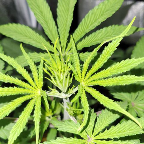 Sensi Skunk growlog timeline photo