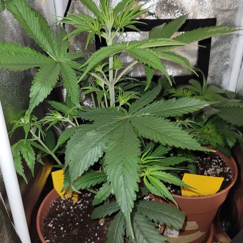Sensi Skunk growlog timeline photo