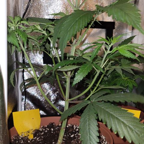 Sensi Skunk growlog timeline photo