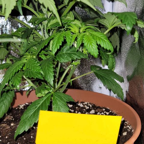 Purple bud  growlog timeline photo
