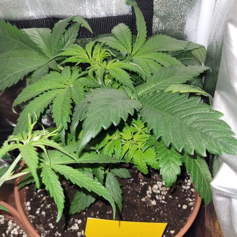 Purple bud  growlog timeline photo