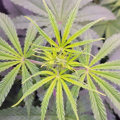 Sensi Skunk growlog timeline photo