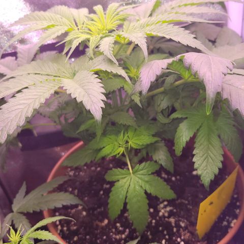 Purple bud  growlog timeline photo