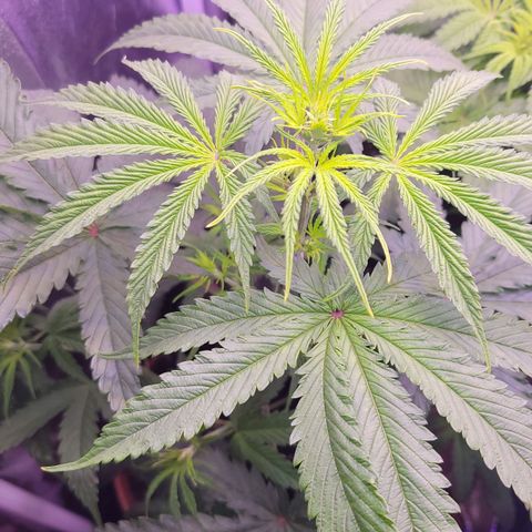 Sensi Skunk growlog timeline photo