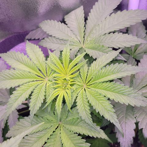 Purple bud  growlog timeline photo