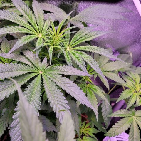 Purple bud  growlog timeline photo