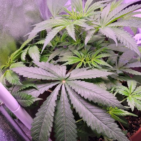 Purple bud  growlog timeline photo