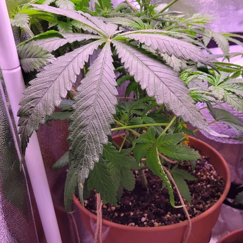 Purple bud  growlog timeline photo