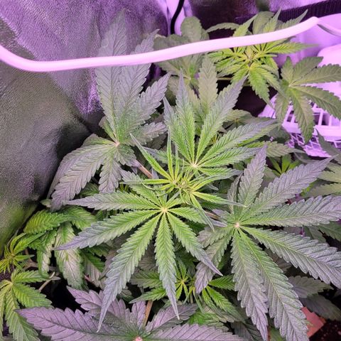 Purple bud  growlog timeline photo