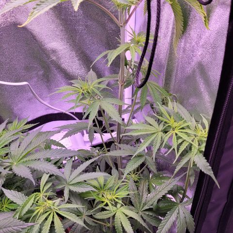 Sensi Skunk growlog timeline photo
