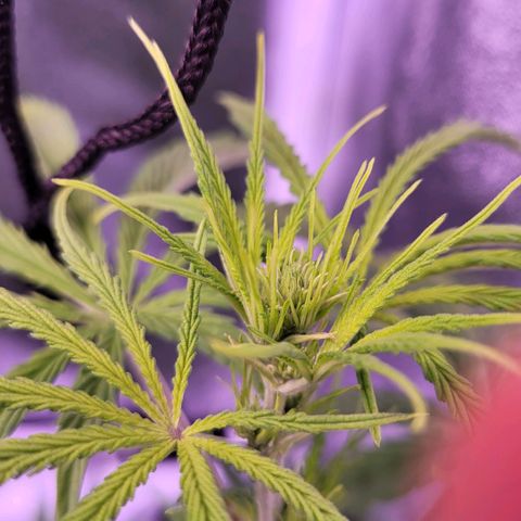Sensi Skunk growlog timeline photo