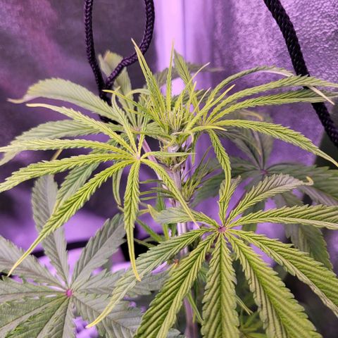 Sensi Skunk growlog timeline photo