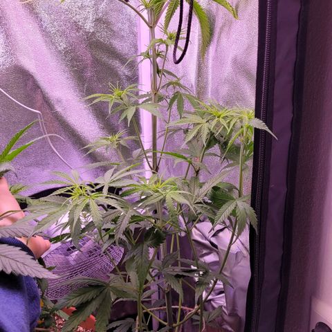 Sensi Skunk growlog timeline photo
