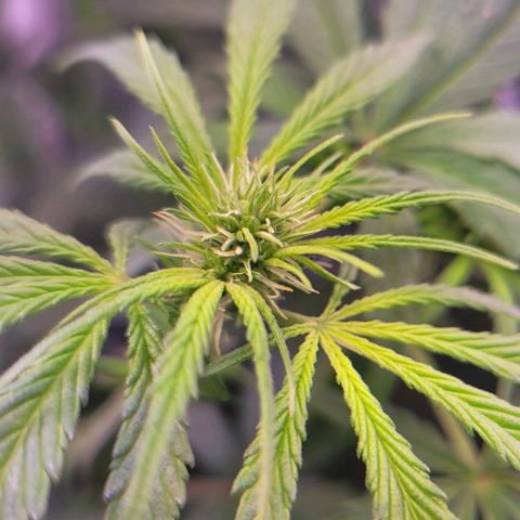 Sensi Skunk growlog timeline photo