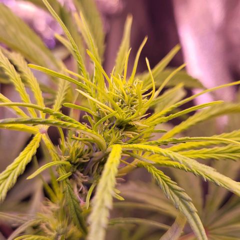 Sensi Skunk growlog timeline photo