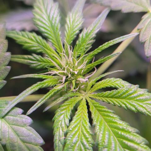 Purple bud  growlog timeline photo