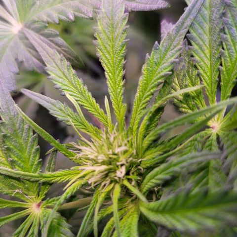 Purple bud  growlog timeline photo