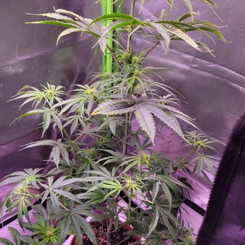 Sensi Skunk growlog timeline photo