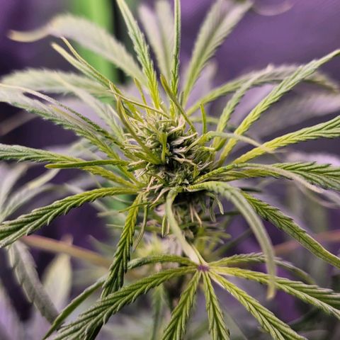 Sensi Skunk growlog timeline photo