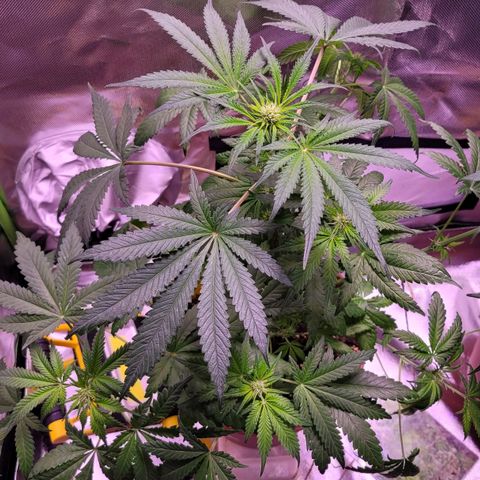 Purple bud  growlog timeline photo