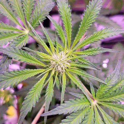 Purple bud  growlog timeline photo