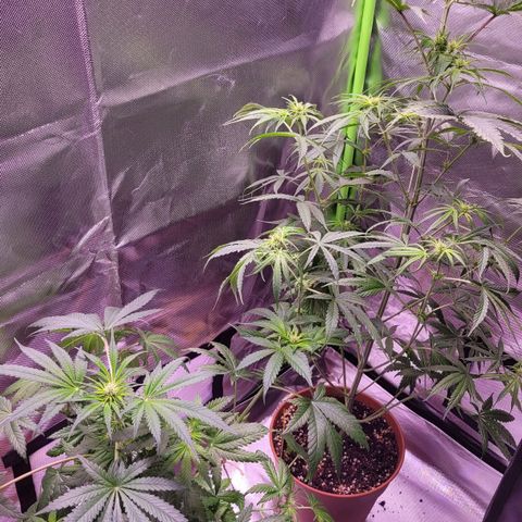 Sensi Skunk growlog timeline photo