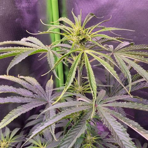 Sensi Skunk growlog timeline photo